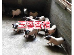 小耳朵香豬商品豬銷售/生態(tài)巴馬香豬供應(yīng)-散養(yǎng)巴馬香豬圖2