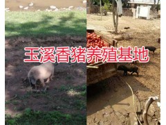 巴馬香豬價(jià)格表-云南小耳朵香豬批發(fā)/玉溪巴馬香豬養(yǎng)殖供應(yīng)圖1