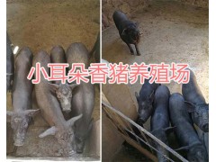 云南巴馬香豬、商品豬價格/巴馬香豬種豬&巴馬香豬養(yǎng)殖場圖2