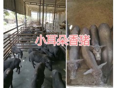 云南巴馬香豬種豬&玉溪小耳朵種豬供應(yīng)