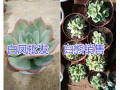 昆明艾倫/奧普林娜多肉植物一盆多少錢？圖2