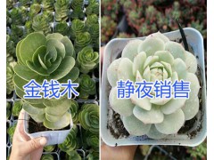 云南多肉植物銷售#昆明多肉植物價(jià)格表，多品種多肉植物圖3