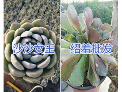 云南多肉植物基地在哪？/錢串、奶酪-六角海棠多肉栽培圖2