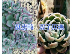 云南多肉植物基地在哪？/錢串、奶酪-六角海棠多肉栽培圖3