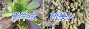 昆明紫羊絨、醉美人多肉植物栽培、多肉植物批發(fā)