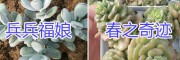 云南多肉植物基地在哪？多肉植物供應商