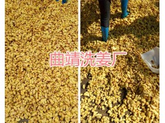 云南小黃姜干片%羅平縣永和農(nóng)業(yè)種植專業(yè)合作社_干姜塊出售-羅平干姜圖3