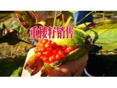 今日云南重樓苗供應(yīng)信息|獨角蓮種苗采購|獨定子種子圖3