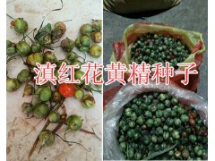 滇紅花黃精塊莖苗價格/滇黃精種子2018價格-紅河鮮重樓銷售圖2