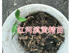 滇紅花黃精塊莖苗價格/滇黃精種子2018價格-紅河鮮重樓銷售圖3