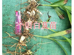 供應(yīng)帶芽白芨苗/紅河紫花白芨苗批發(fā)圖2