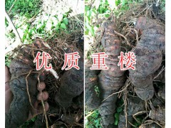 滇重樓一畝產量/紅河新鮮重樓2018價格*重樓苗批發(fā)價圖2