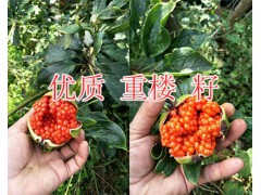 滇重樓一畝產量/紅河新鮮重樓2018價格*重樓苗批發(fā)價圖3