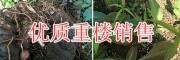 新鮮重樓圖片/紅重樓籽供應(yīng)價(jià)格-紅河重樓種植基地