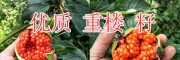 紅河重樓種苗種子批發(fā)-長(zhǎng)云農(nóng)業(yè)種植投資13988057090