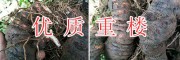 重樓種苗培育基地/紅河重樓苗價(jià)格走動(dòng)【農(nóng)業(yè)種植投資公司】