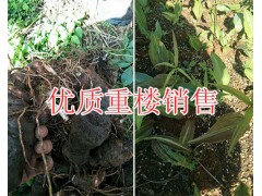 多芽重樓苗一棵多少錢？重樓籽一斤價(jià)格/紅河鮮重樓批發(fā)圖2