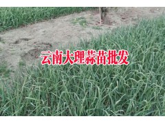 優(yōu)質(zhì)蒜苗_2017年大理優(yōu)質(zhì)蒜苗批發(fā)基地直銷,歡迎訂購圖2