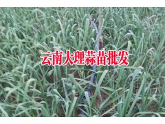 優(yōu)質(zhì)蒜苗_2017年大理優(yōu)質(zhì)蒜苗批發(fā)基地直銷,歡迎訂購圖3