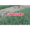 優(yōu)質(zhì)蒜苗上市_產(chǎn)地大理彌渡蒜苗促銷087164155848