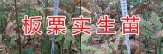 優(yōu)質(zhì)實生板栗苗-云南安寧板栗苗圃銷售基地