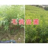 昆明果苗圃*山櫻桃實生苗銷售&毛桃實生苗基地