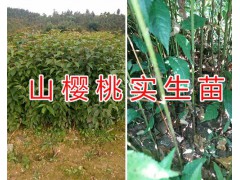 昆明果苗圃*山櫻桃實生苗銷售&毛桃實生苗基地圖3