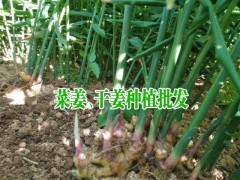 干姜(生姜)的價格行情動態(tài)_干姜批發(fā)價格圖3