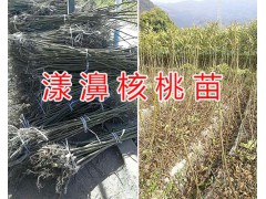 云南漾濞核桃苗價(jià)格&漾濞核桃苗特點(diǎn)-漾濞核桃苗栽培圖2