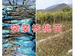 大理核桃苗銷售商-漾濞核桃苗批發(fā)/大泡核桃苗批發(fā)供應(yīng)圖3