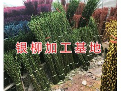 綿竹銀柳花種植基地/四川銀柳價(jià)格銷售圖3