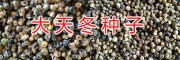 云南藥材種苗信息網(wǎng)/昆明新鮮中藥種子天門冬批發(fā)