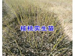 云南漾濞核桃苗價(jià)格&漾濞核桃苗特點(diǎn)-漾濞核桃苗栽培圖3