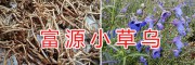 云南小草烏鮮貨&小草烏價(jià)格多少錢(qián)一斤-富源縣草烏合作社