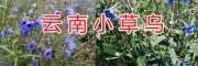 曲靖新鮮小草烏&干貨小草烏銷(xiāo)售供應(yīng)/