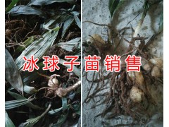 云南冰球子種植基地&曲靖冰球子苗銷售-云南藥材信息圖2