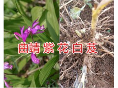 曲靖白芨價(jià)格#宣威紫花白芨苗-曲靖白芨銷(xiāo)售/云南藥材供應(yīng)圖2