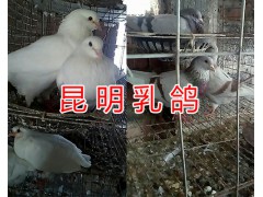 肉鴿活體批發(fā)&昆明哪里出售肉鴿-昆明肉鴿供應(yīng)圖2