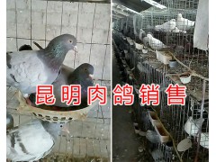 云南肉鴿種鴿價(jià)格-怎么挑選肉鴿#昆明小肉鴿養(yǎng)殖圖2