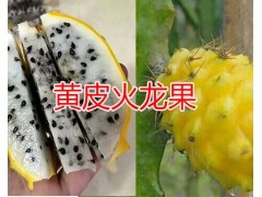 火龍果種植合作社&文山紅心火龍果上市&云南黃皮火龍果圖3