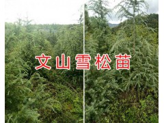 云南櫻桃苗供應(yīng)-水果馴化苗&早酥梨苗/文山蘋果苗銷售圖3