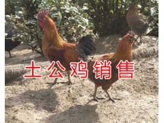 昆明哪里賣土公雞#土公雞活體供應(yīng)/林下土公雞圖1