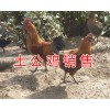 昆明哪里賣土公雞#土公雞活體供應(yīng)/林下土公雞