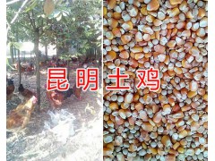 昆明哪里賣土公雞#土公雞活體供應(yīng)/林下土公雞圖2