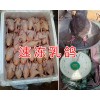 昆明乳鴿養(yǎng)殖場-昆明乳鴿價(jià)格/昆明新鮮速凍乳鴿讓供應(yīng)