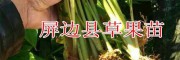 云南草果苗現(xiàn)貨批發(fā)*供貨量30萬棵#15974720606