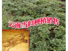 大型干歸種植場_今日當歸批發(fā)價格(行情)圖2