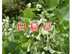 昆明云木香批發(fā)商/茯苓&附子&草烏&南星銷售圖3