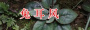 云南兔耳風(fēng)銷售，祿勸夜交藤、土荊芥首烏藥材批發(fā)