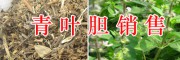 昆明青葉膽多少錢？千里光價格-半夏、首烏收購